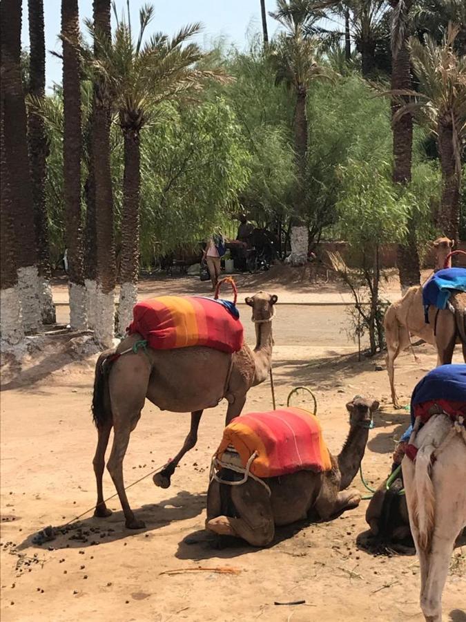 Authentic Moroccan Charm Apartment In Marrakech Terrace Marrakesh Exteriör bild